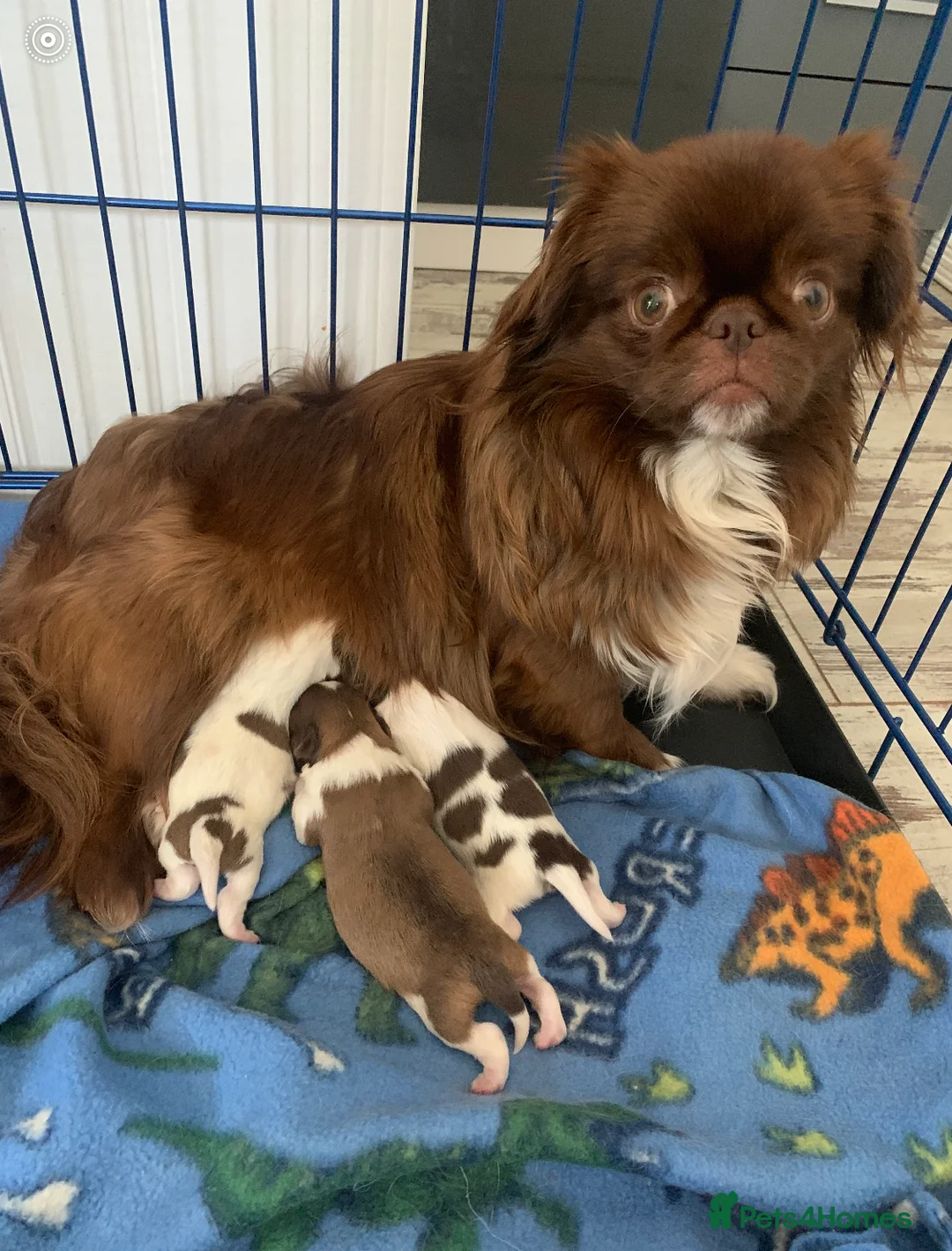 Chihuahua dogs for stud: Proven Stud  in Tamworth - Advert 11