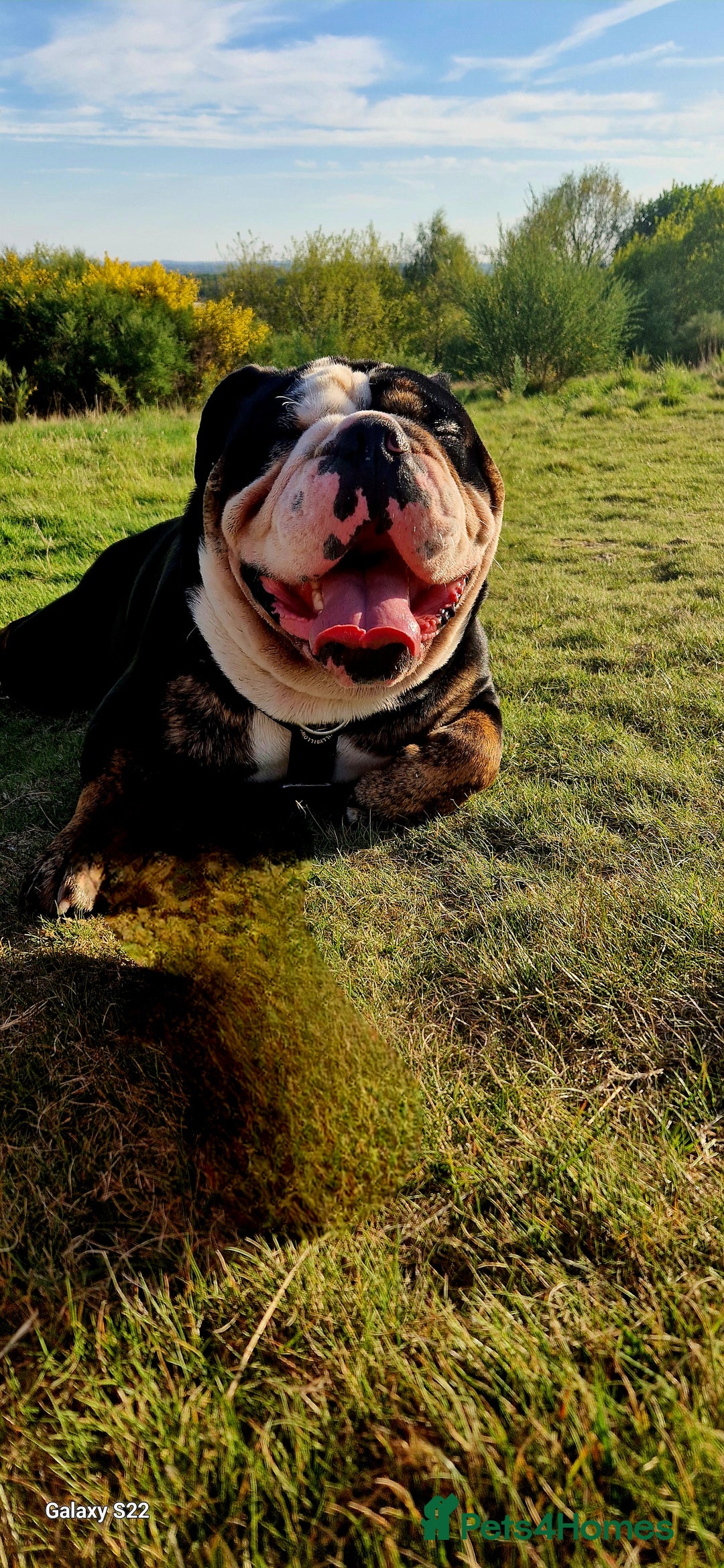 Olde English Bulldogge dogs for stud: Olde English Bulldogge (Black, white and brindle) - Image 23