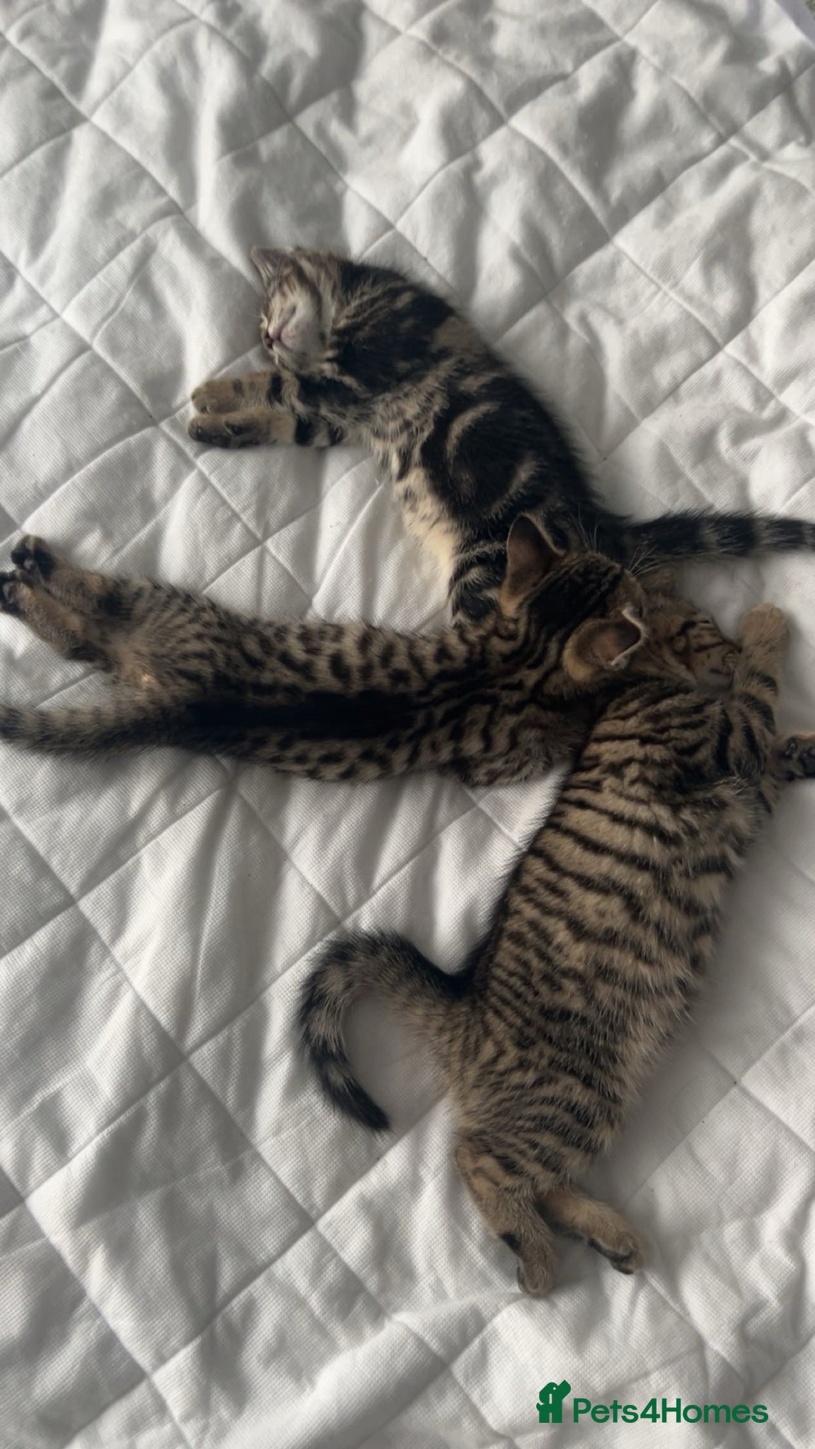 Mixed Breed cats 5 kittens! Sold individually or together!  - Advert 1