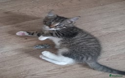 Mixed Breed cats for sale: READY TO GO Large Maine Coon Cross Kittens - Image 6