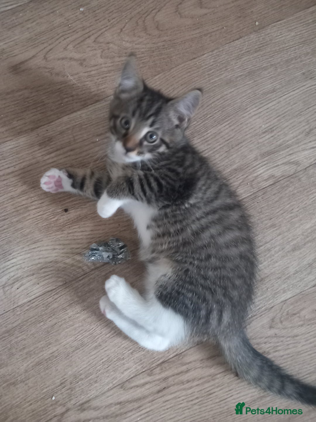 Mixed Breed cats for sale: READY TO GO Large Maine Coon Cross Kittens - Image 6