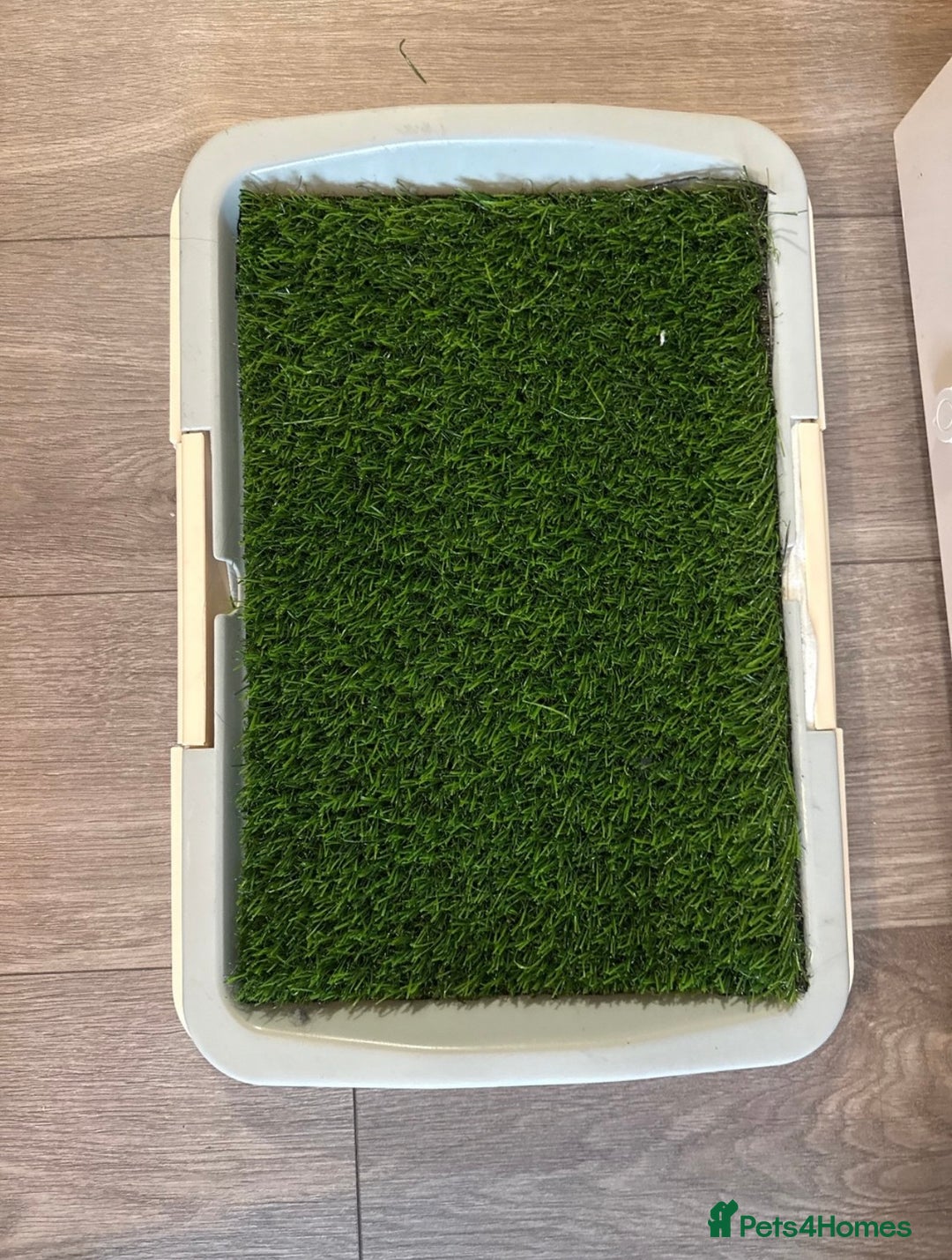 Cavapoo dogs for sale: Cavapoo F1B with extras - Image 7