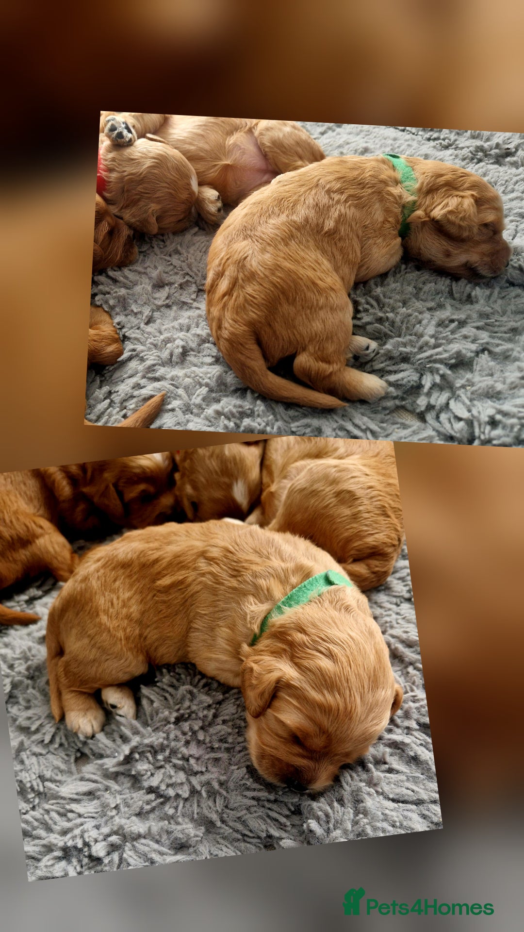 Mixed Breed dogs for sale: Cavapoo/cockapoo, ready September £1250. Cardiff - Image 9