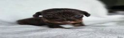 Miniature Dachshund dogs for sale: ❤️Miniature dachshund puppies❤️ - Advert 5