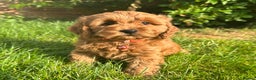 Toy Poodle dogs for stud: Health tested toy poodle for stud only  in Wisbech - Advert 7