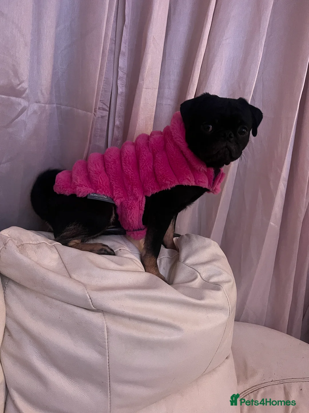 Pug dogs for sale: Our new batch are due this weekend  - Advert 6