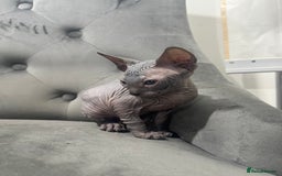 Sphynx cats for sale: ✨ 3 Beautiful Sphynx Kittens – 2 Boys & 1 Girl ✨ - Image 4