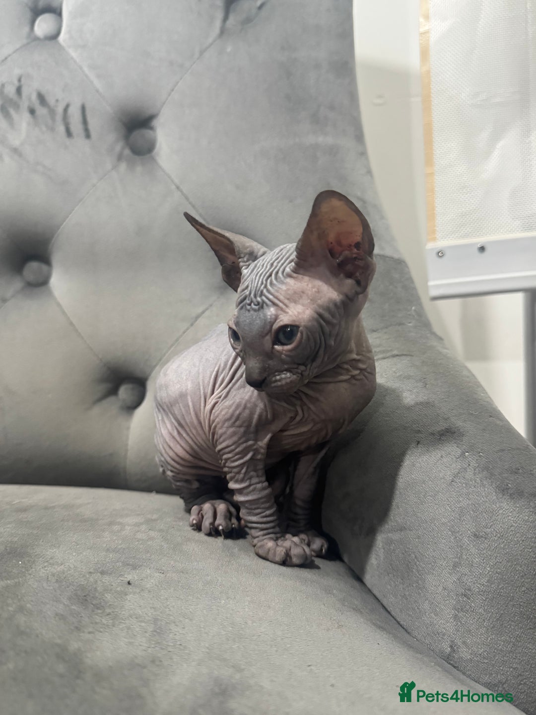 Sphynx cats for sale: ✨ 3 Beautiful Sphynx Kittens – 2 Boys & 1 Girl ✨ - Image 4