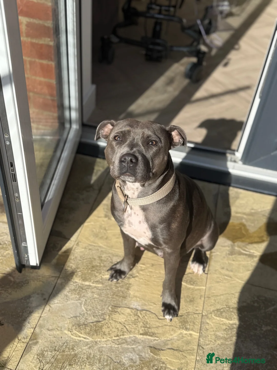 Staffordshire Bull Terrier dogs for sale: Stunning Kc staffie pups for sale in Gateshead - Advert 16