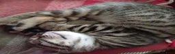 Bengal cats for sale: 4x Girls & 4x Boys – Stunning Bengal cross Kittens - Advert 35