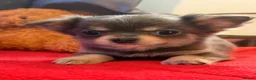Chihuahua dogs for sale: Three beautiful chihuahuas in Northampton - Advert 10