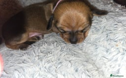 Miniature Dachshund dogs for sale: Miniature Dachshunds Seeking Forever Homes - Image 31