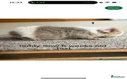 Guinea Pig rodents for sale: Two Female Guinea Pig - Image 1