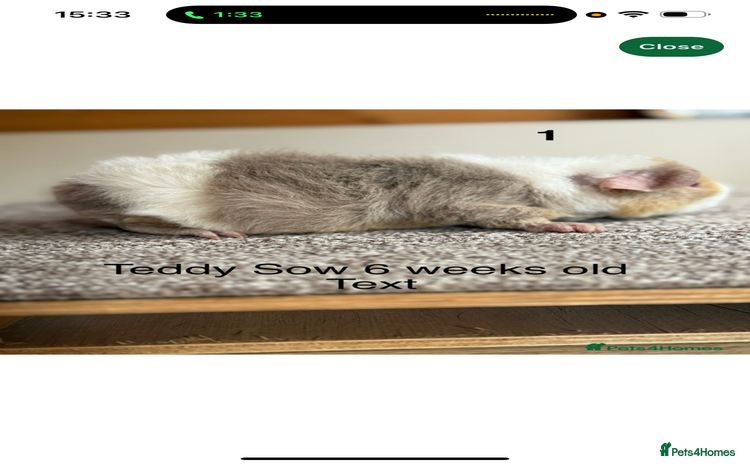 Guinea Pig rodents - Advert 9