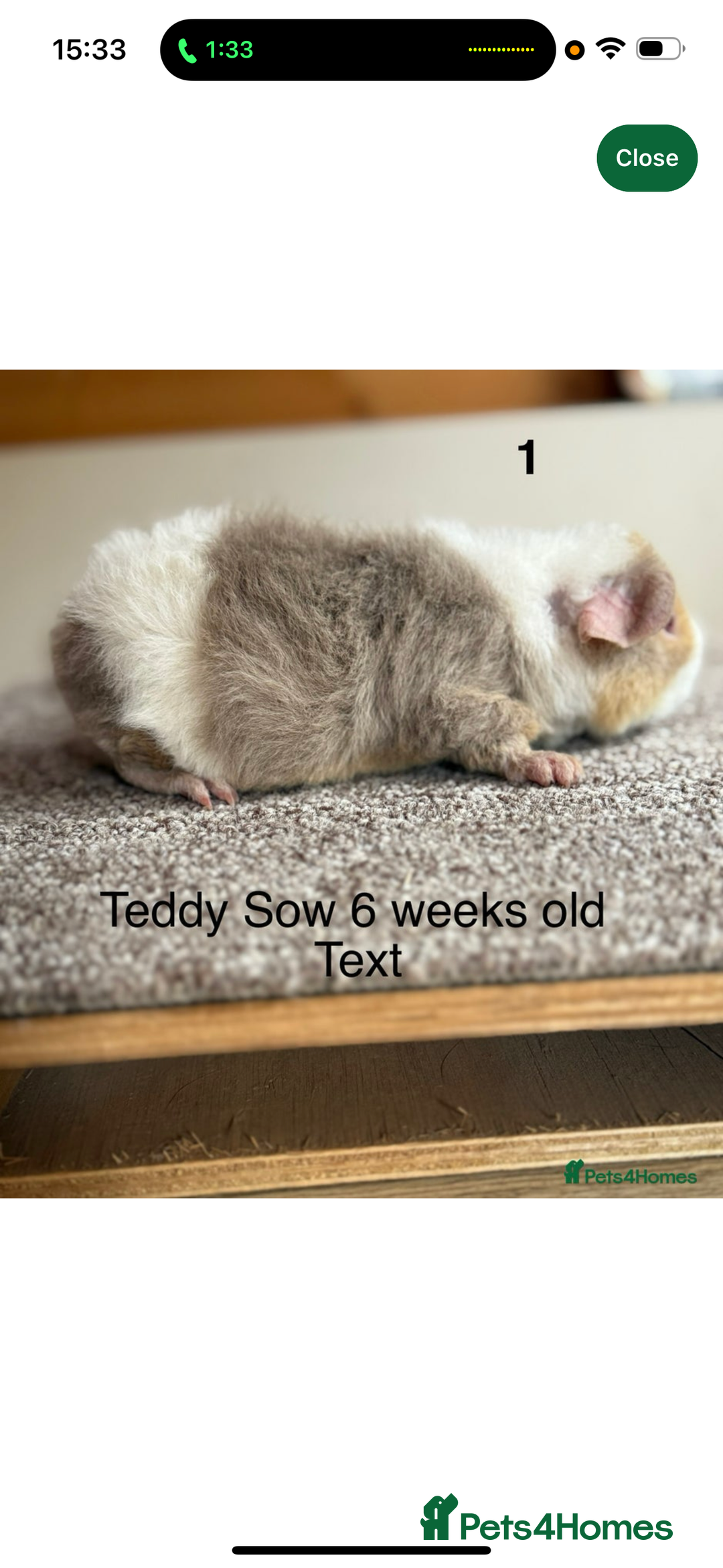 Guinea Pig rodents for sale: Two Female Guinea Pig - Image 1