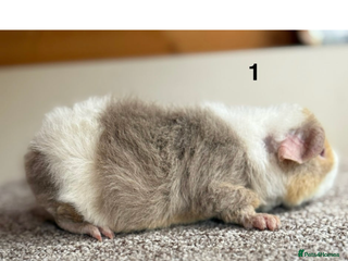 Guinea Pig rodents - Advert 33