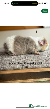 Guinea Pig rodents - Advert 1