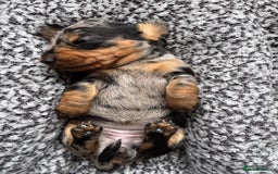 Miniature Dachshund dogs for sale: Miniature Dachshund puppies - Image 16