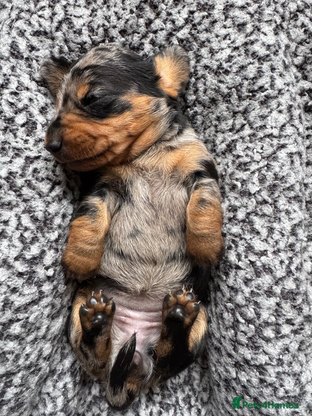 Miniature Dachshund dogs for sale: Miniature Dachshund puppies - Image 16