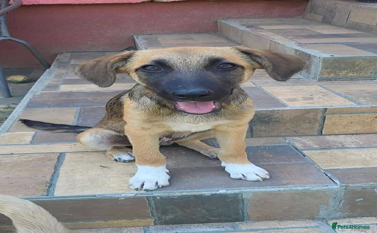 Mixed Breed dogs - Advert 1