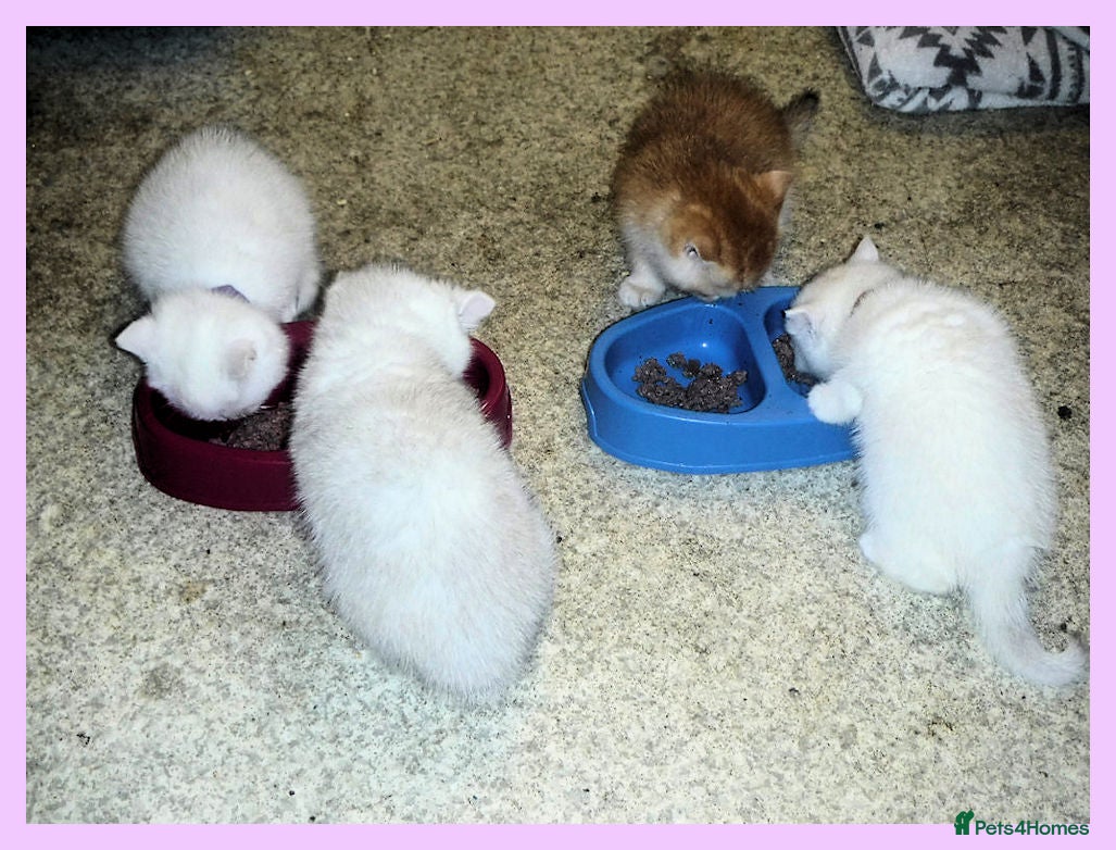 British Shorthair cats GCCF Regd Tipped British Short Hair Females - Advert 7