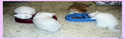 British Shorthair cats for sale: GCCF Regd Tipped British Short Hair Females - Advert 8