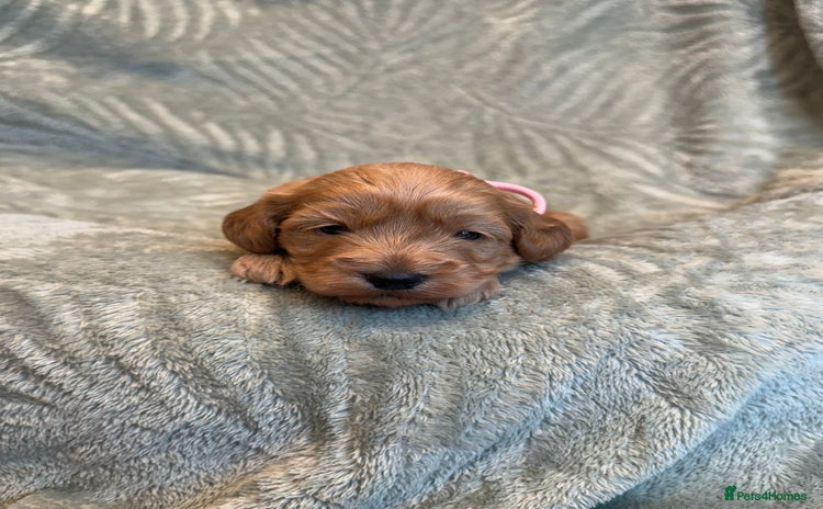 Cavapoo dogs - Advert 8