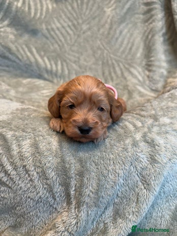 Cavapoo dogs - Advert 8