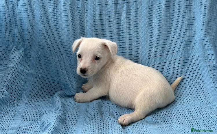 Jack Russell dogs - Advert 6