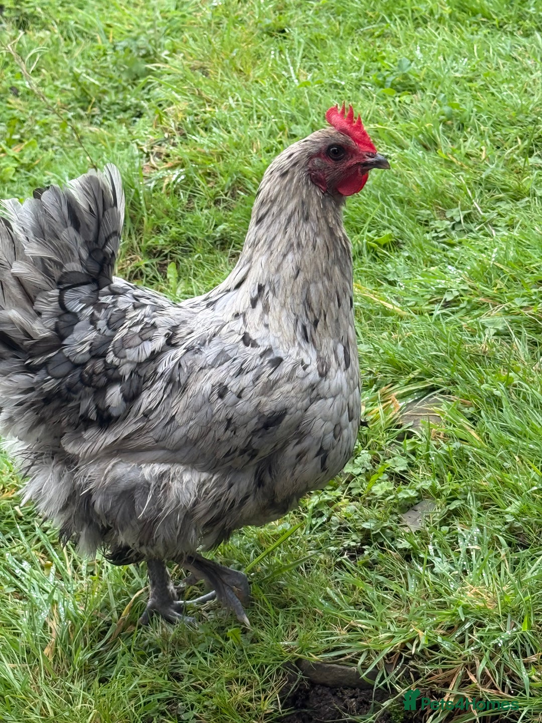 Chickens poultry for sale: Day old chicks, Are you chasing the rainbow eggs.  - Image 16
