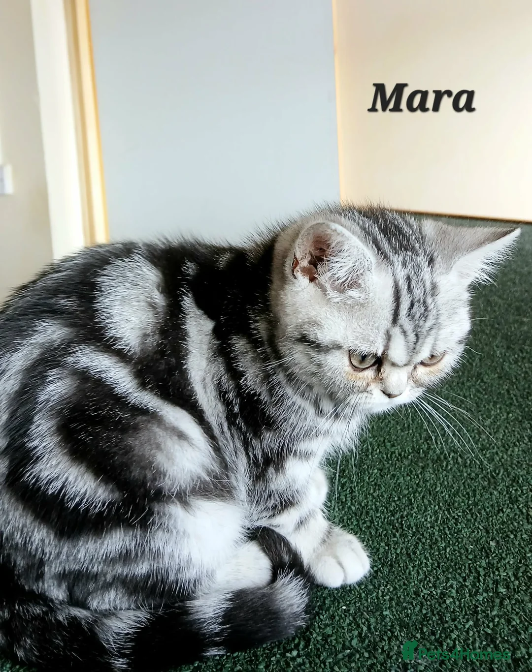 British Shorthair cats for sale: Bsh.Silver Classic Tabby girl. GCCF. - Advert 6