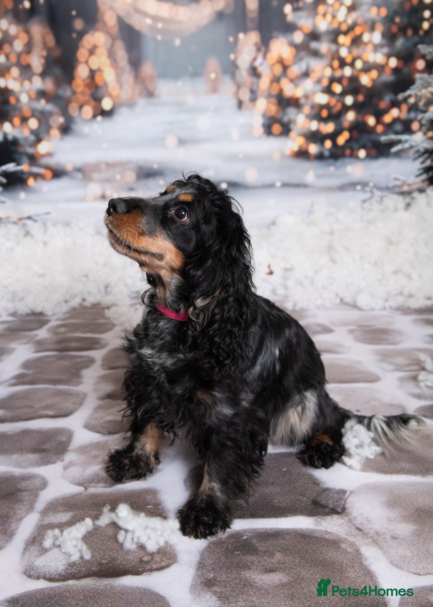 Cocker Spaniel dogs Cocker Spaniels due around 28/2/26 - Advert 1