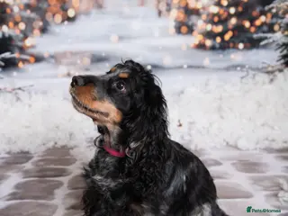 Cocker Spaniel dogs Cocker Spaniels due around 28/2/26 - Advert 1