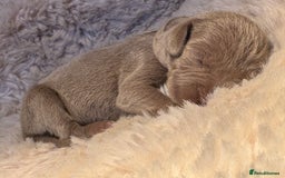 Weimaraner dogs for sale:  KC Reg Weimaraner Pups from Champion Bloodlines ✨ - Image 2