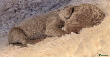 Weimaraner dogs - Advert 11