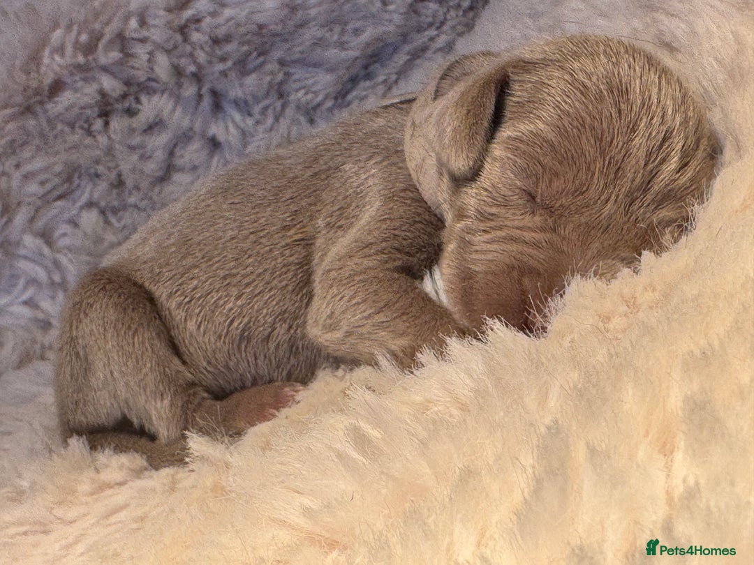 Weimaraner dogs for sale:  KC Reg Weimaraner Pups from Champion Bloodlines ✨ - Image 2