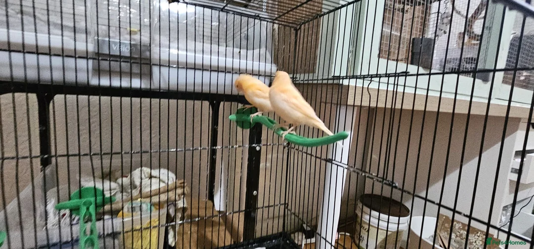 Canaries birds for sale: Four (2 pairs) young canaries - Advert 8
