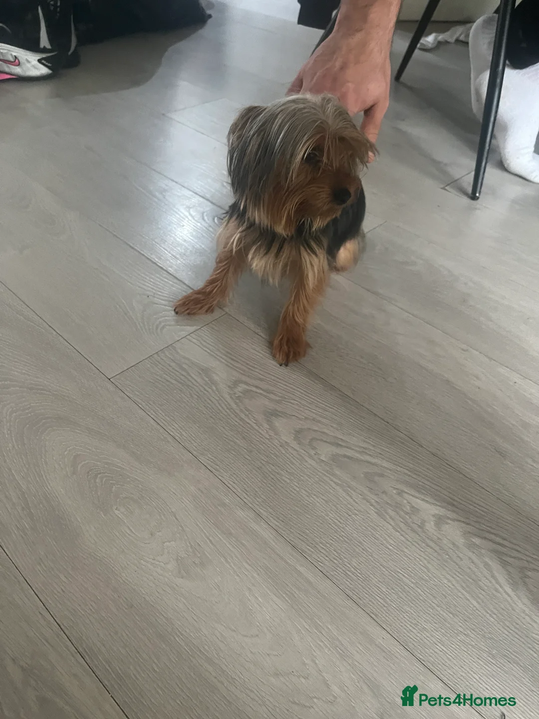 Yorkshire Terrier dogs for sale: Yorkshire Terrier female, 1 year old. - Advert 4