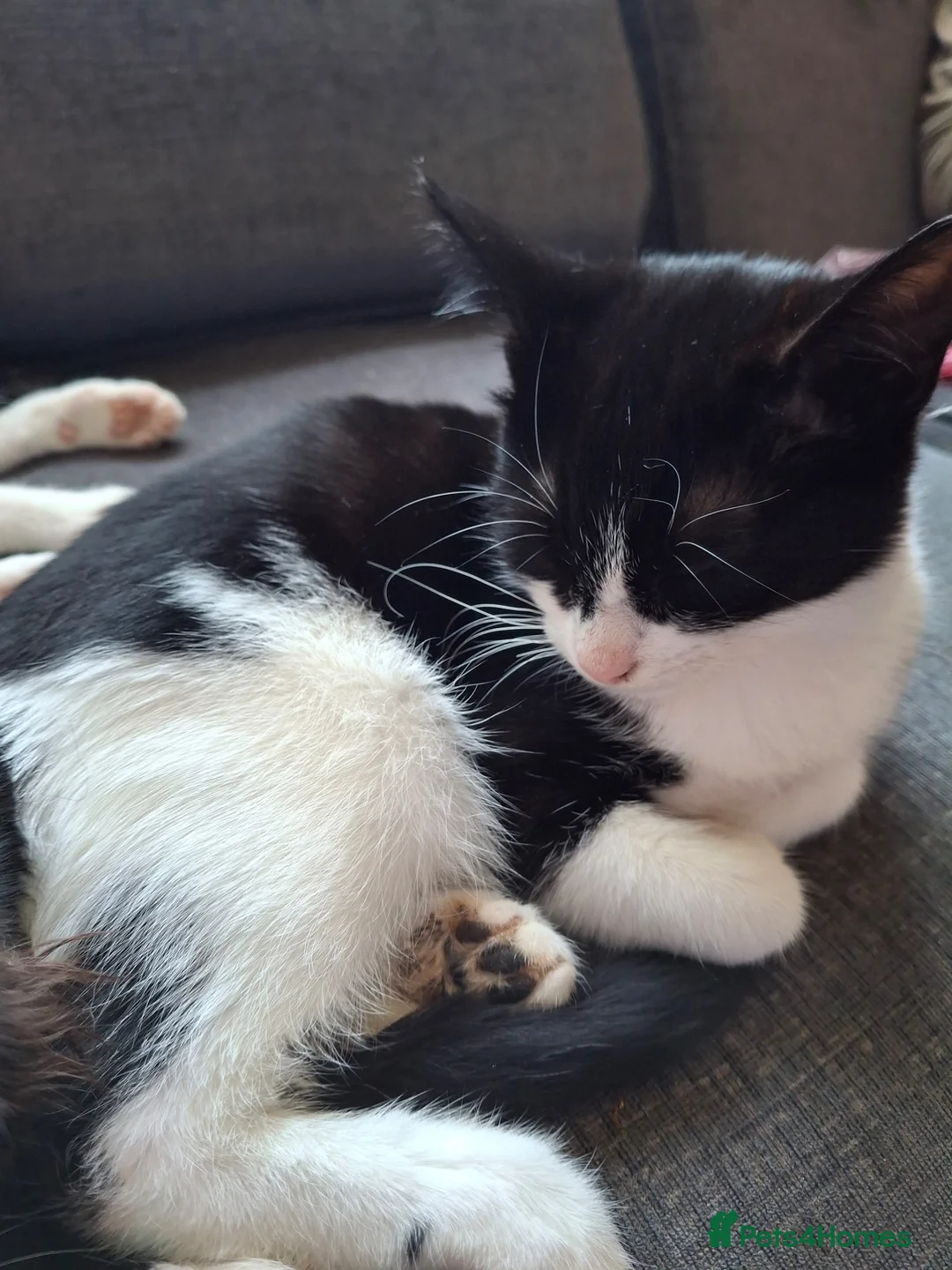 Mixed Breed cats for adoption: Last two kittens ready for homes - Advert 2