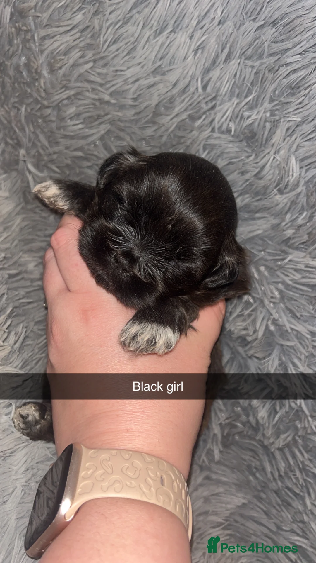 Shih Tzu dogs for sale: Shih Tzu puppies for sale  - Advert 11
