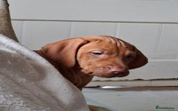 Hungarian Vizsla dogs for sale: Hungarian vizsla  - Image 25