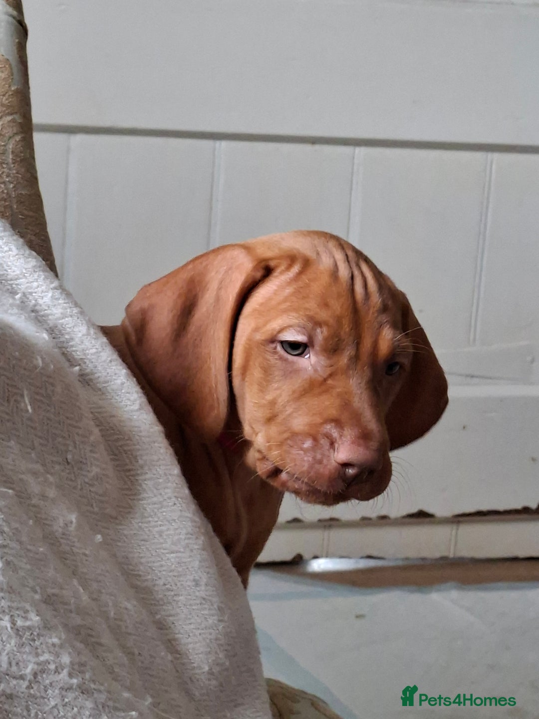 Hungarian Vizsla dogs for sale: Hungarian vizsla  - Image 25