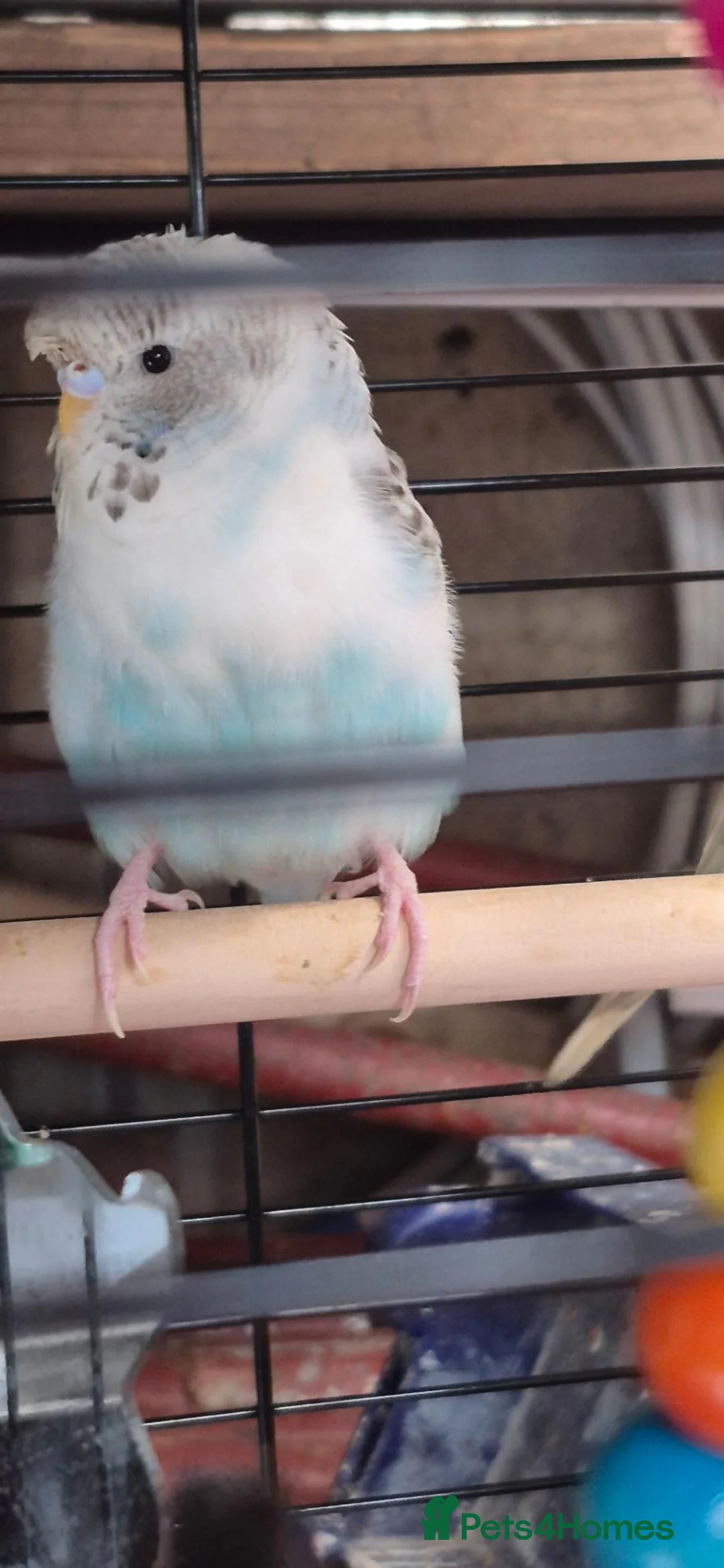 Budgerigars birds for sale: Two budgies and cage  in Blackpool - Advert 4