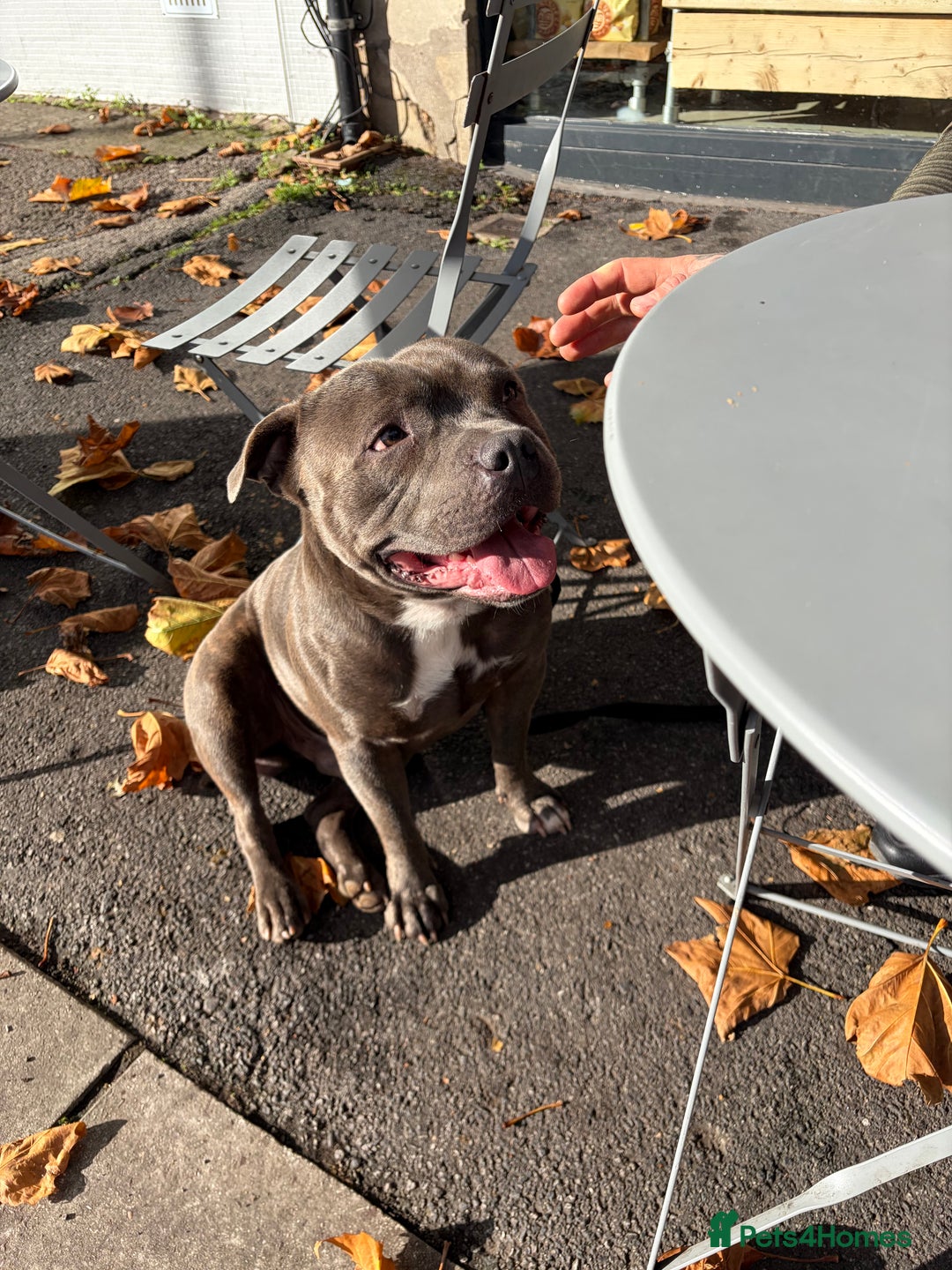 Staffordshire Bull Terrier dogs for stud: Staffy boy for stud - Advert 8