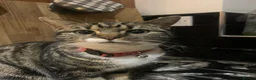 Mixed Breed cats for sale: Short haired mixed breed tabi  - Advert 4