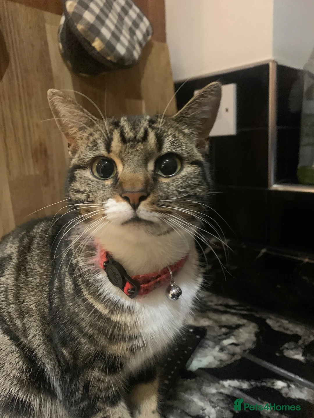 Mixed Breed cats for sale: Short haired mixed breed tabi  - Advert 4