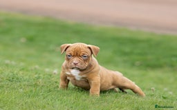 American Bully dogs for sale: RemmyXHienz litter 6 beautiful puppies  - Image 11