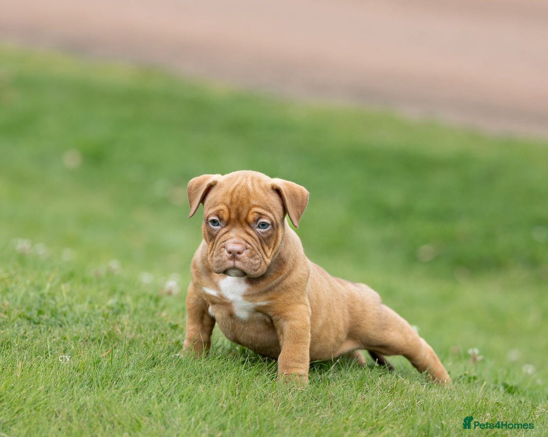 American Bully dogs for sale: RemmyXHienz litter 6 beautiful puppies  - Image 11
