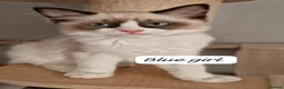 Ragdoll cats for sale: Last 3 Luxury Kittens left -European line Ragdoll - Advert 6