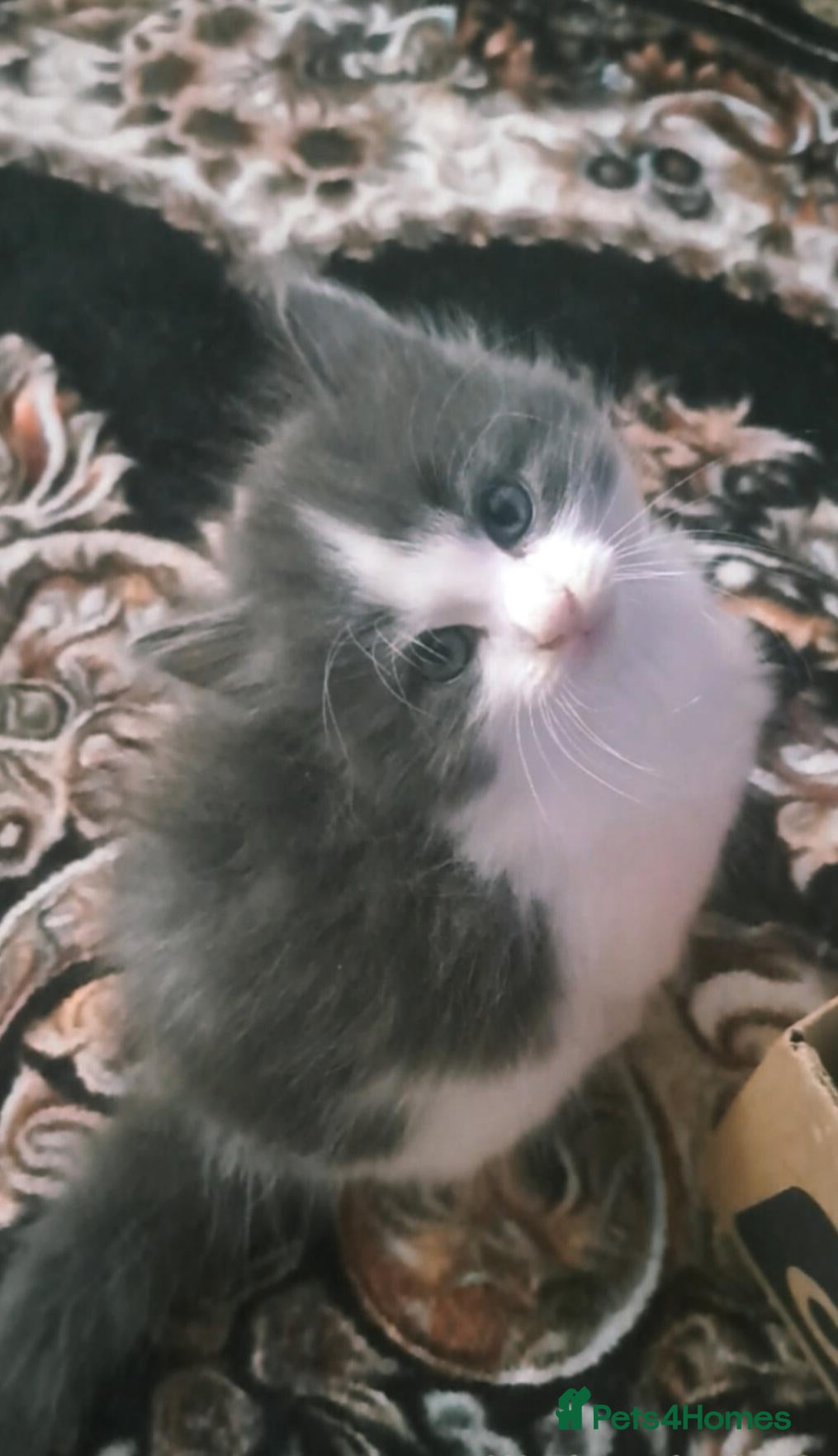 Mixed Breed cats Stunning mixed breed kittens - Advert 16